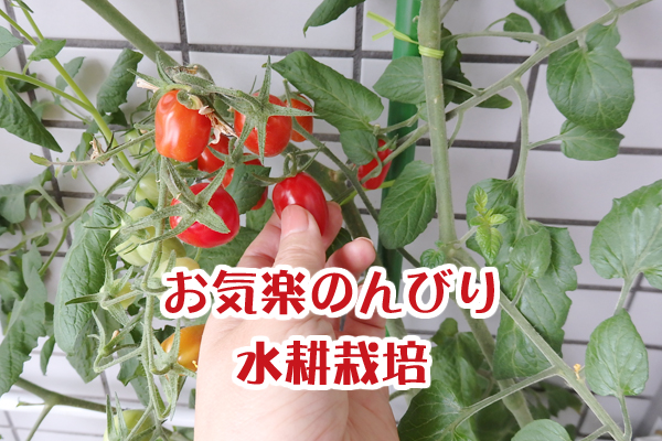 水耕栽培 野菜 100均 道具 まとめ