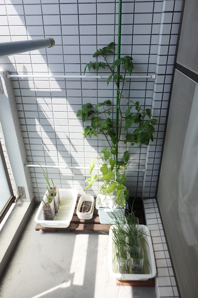 水耕栽培 野菜 100均 道具 まとめ