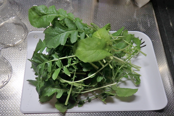 水耕栽培 野菜 100均 道具 まとめ