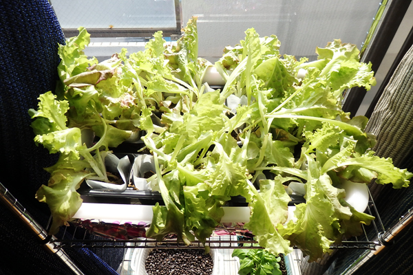 水耕栽培 野菜 100均 道具 まとめ