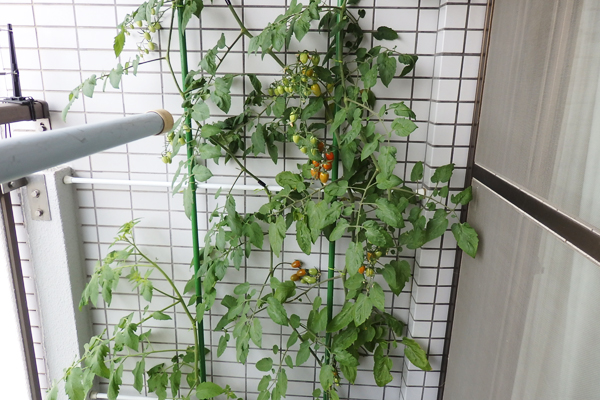 水耕栽培 野菜 100均 道具 まとめ