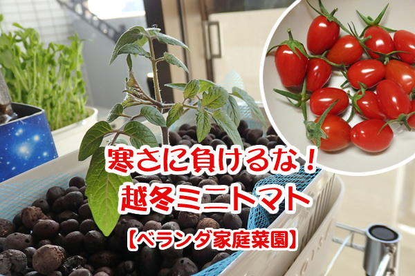 トマト 冬 栽培 ミニトマト 越冬 アイコ 家庭菜園 水耕栽培 ベランダ
