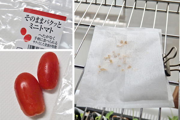 トマト 冬 栽培 ミニトマト 越冬 アイコ 家庭菜園 水耕栽培 ベランダ