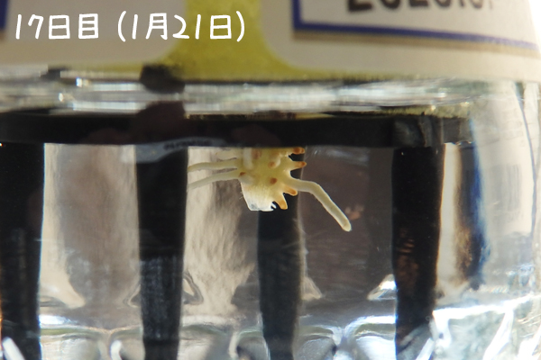 トマト 冬 栽培 ミニトマト 越冬 アイコ 家庭菜園 水耕栽培 ベランダ