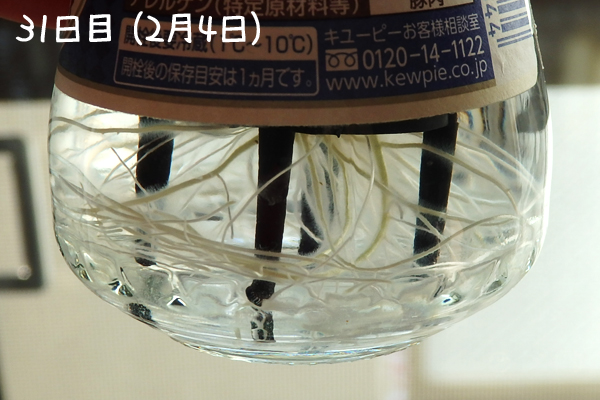 トマト 冬 栽培 ミニトマト 越冬 アイコ 家庭菜園 水耕栽培 ベランダ