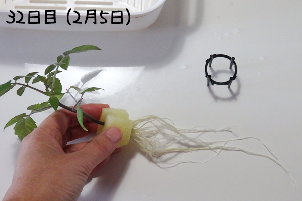 トマト 冬 栽培 ミニトマト 越冬 アイコ 家庭菜園 水耕栽培 ベランダ