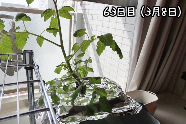 トマト 冬 栽培 ミニトマト 越冬 アイコ 家庭菜園 水耕栽培 ベランダ