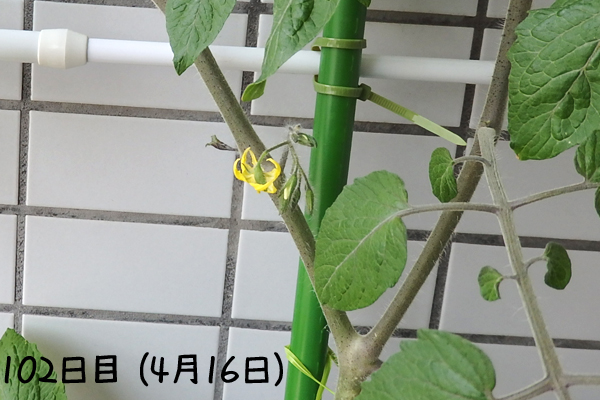 トマト 冬 栽培 ミニトマト 越冬 アイコ 家庭菜園 水耕栽培 ベランダ