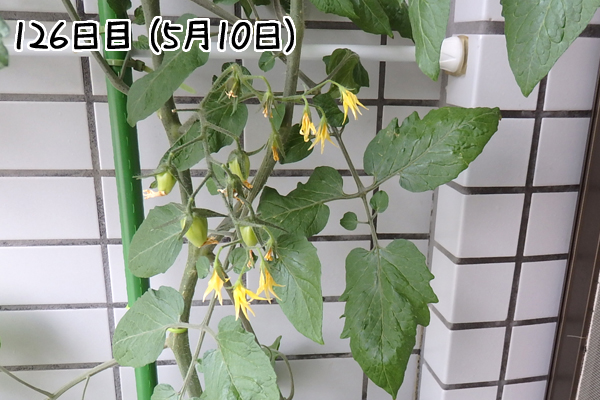 トマト 冬 栽培 ミニトマト 越冬 アイコ 家庭菜園 水耕栽培 ベランダ