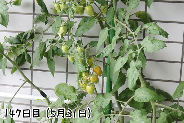 トマト 冬 栽培 ミニトマト 越冬 アイコ 家庭菜園 水耕栽培 ベランダ