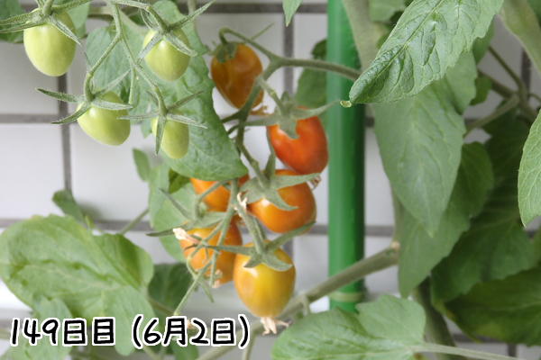 トマト 冬 栽培 ミニトマト 越冬 アイコ 家庭菜園 水耕栽培 ベランダ