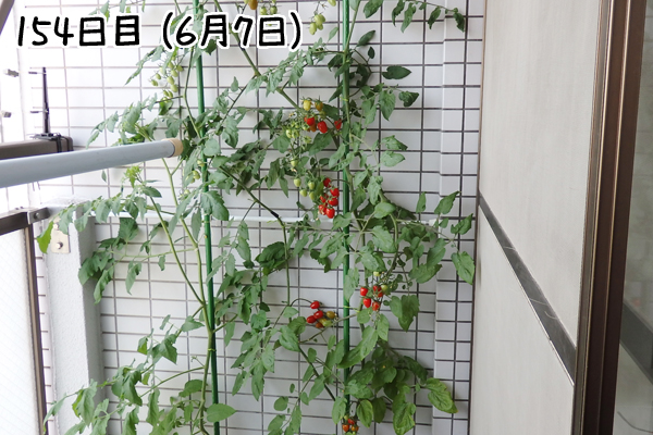 トマト 冬 栽培 ミニトマト 越冬 アイコ 家庭菜園 水耕栽培 ベランダ