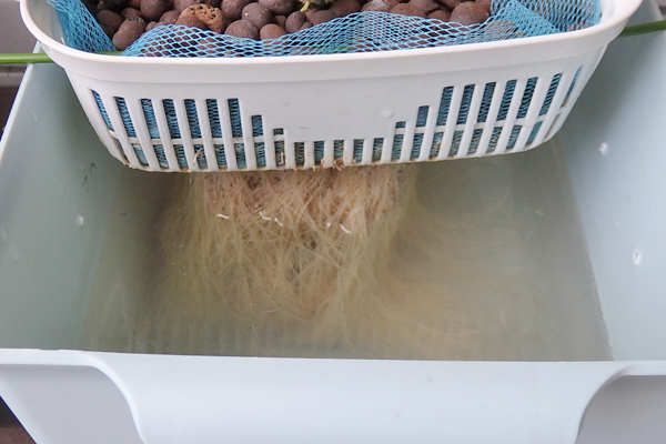 トマト 冬 栽培 ミニトマト 越冬 アイコ 家庭菜園 水耕栽培 ベランダ