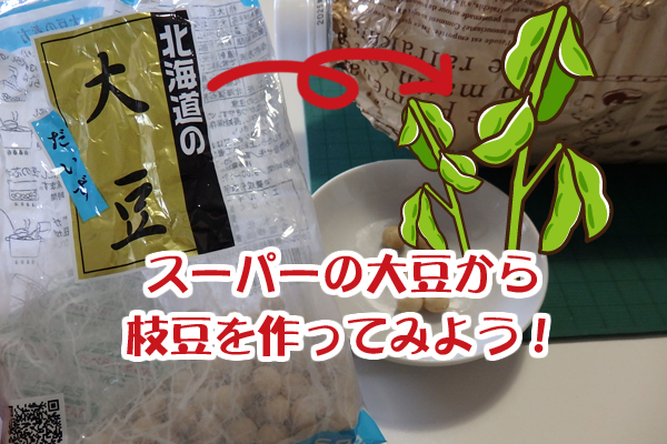 大豆 枝豆 発芽 水耕栽培