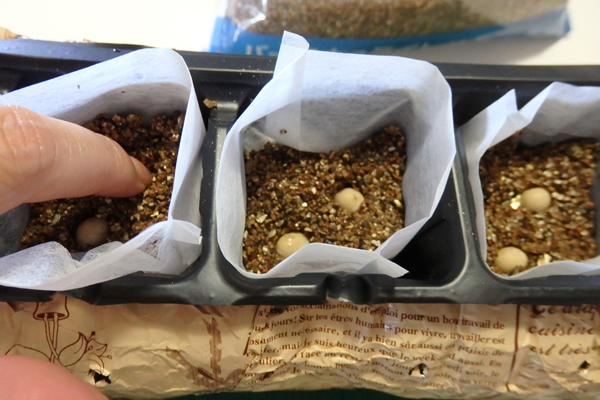 大豆 枝豆 発芽 水耕栽培