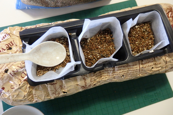 大豆 枝豆 発芽 水耕栽培