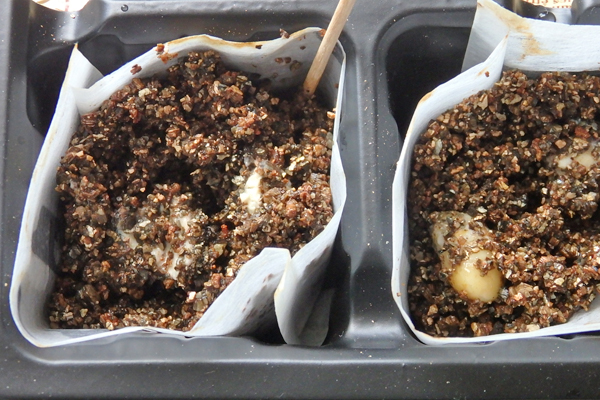 大豆 枝豆 発芽 水耕栽培