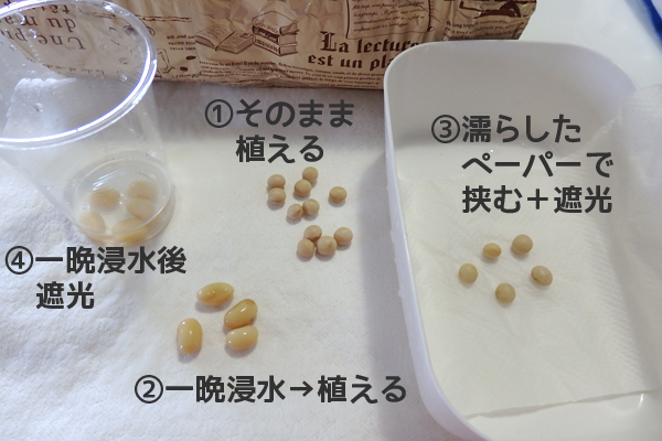 大豆 枝豆 発芽 水耕栽培
