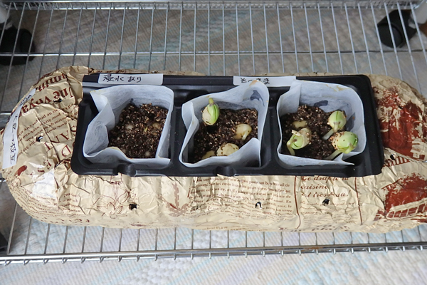 大豆 枝豆 発芽 水耕栽培