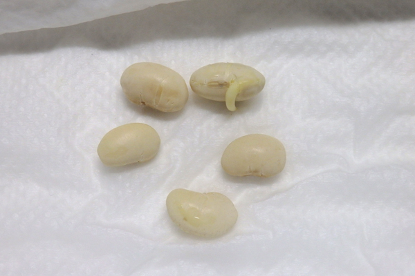 大豆 枝豆 発芽 水耕栽培