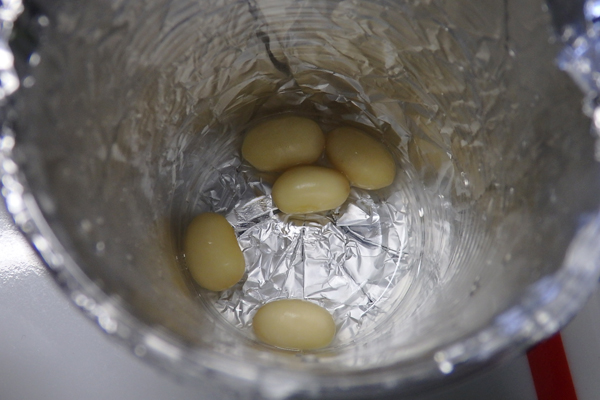 大豆 枝豆 発芽 水耕栽培