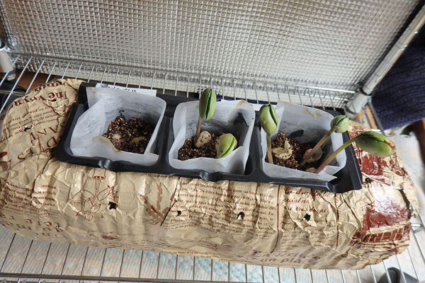 大豆 枝豆 発芽 水耕栽培