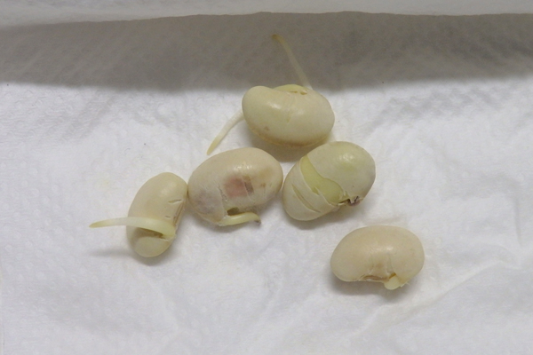 大豆 枝豆 発芽 水耕栽培
