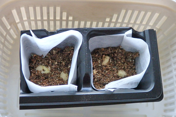 大豆 枝豆 発芽 水耕栽培