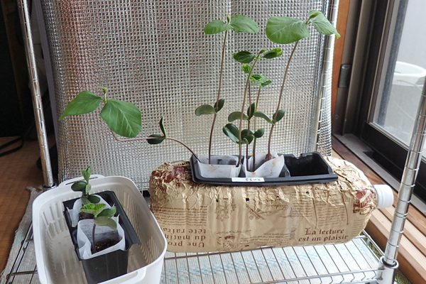 大豆 枝豆 発芽 水耕栽培