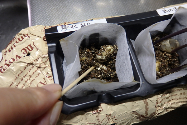 大豆 枝豆 発芽 水耕栽培