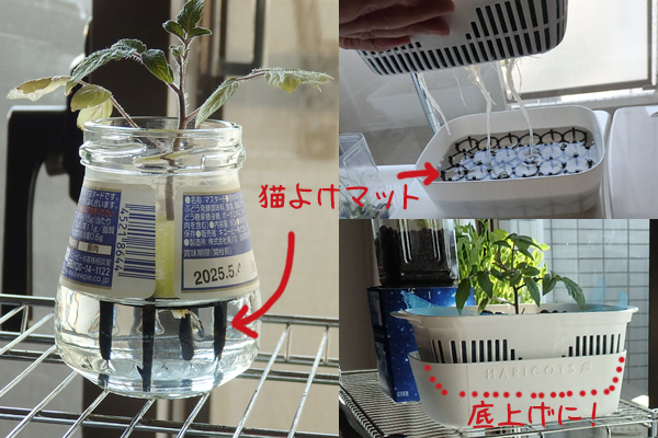 水耕栽培 100均 容器 防虫ネット じゃない使い方