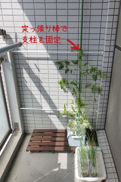水耕栽培 100均 容器 防虫ネット じゃない使い方