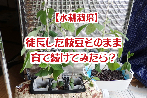 大豆 枝豆 徒長 水耕栽培