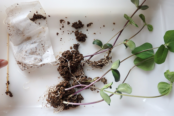 大豆 枝豆 徒長 水耕栽培