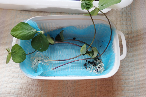 大豆 枝豆 徒長 水耕栽培