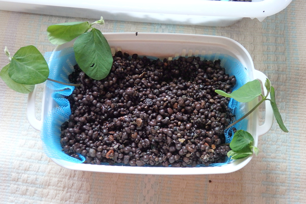 大豆 枝豆 徒長 水耕栽培