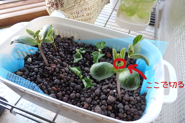 大豆 枝豆 徒長 水耕栽培