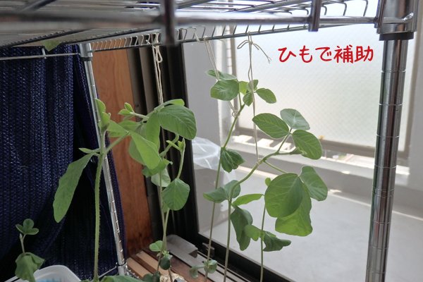 大豆 枝豆 徒長 水耕栽培