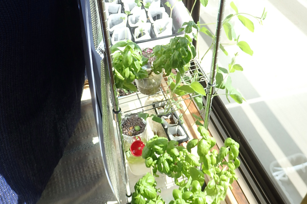 大豆 枝豆 徒長 水耕栽培