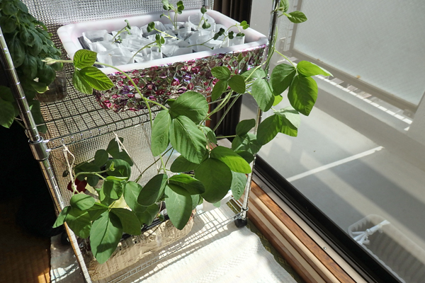 大豆 枝豆 徒長 水耕栽培