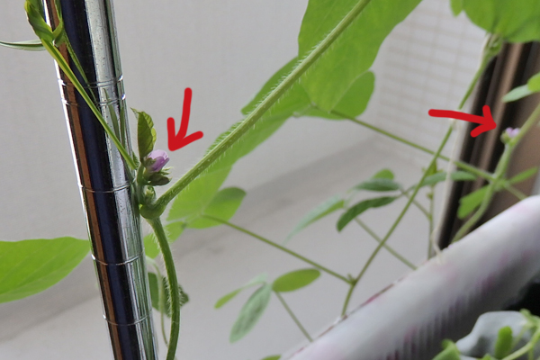 大豆 枝豆 徒長 水耕栽培