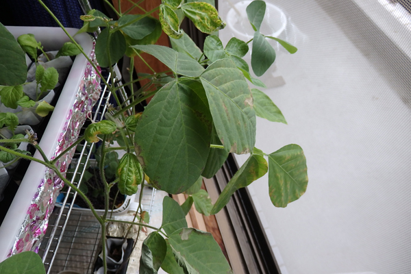 大豆 枝豆 徒長 水耕栽培