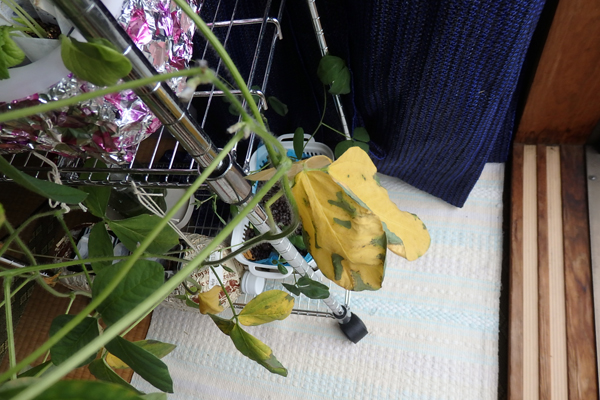 大豆 枝豆 徒長 水耕栽培