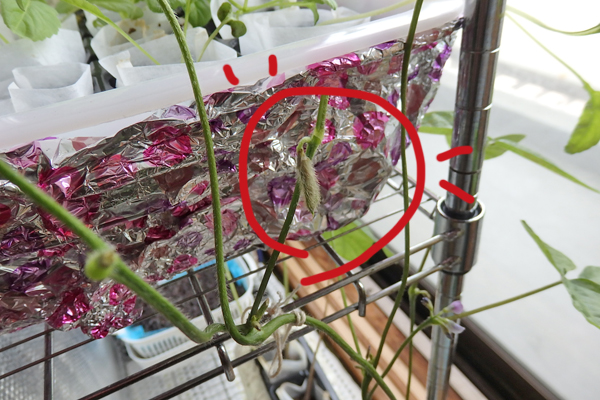 大豆 枝豆 徒長 水耕栽培