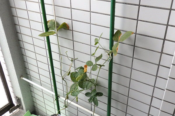 大豆 枝豆 徒長 水耕栽培