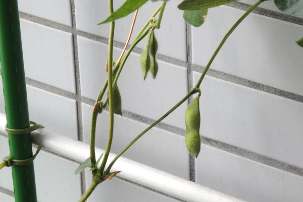 大豆 枝豆 徒長 水耕栽培