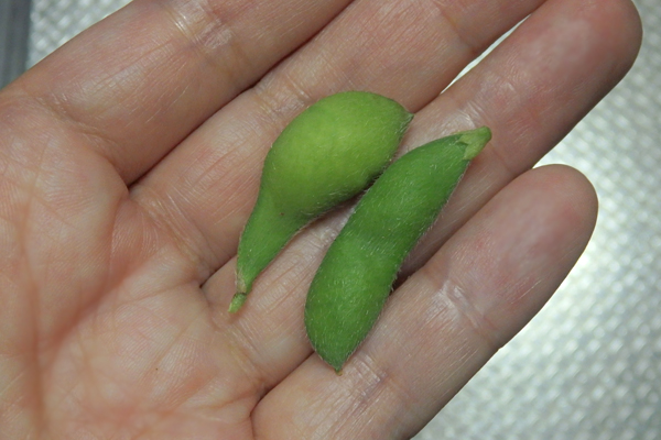 大豆 枝豆 徒長 水耕栽培