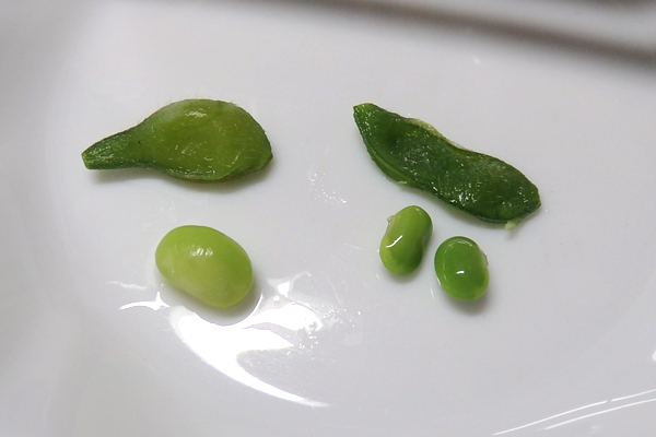 大豆 枝豆 徒長 水耕栽培