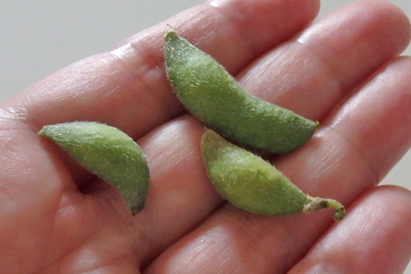 大豆 枝豆 徒長 水耕栽培