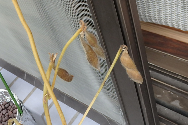 大豆 枝豆 徒長 水耕栽培